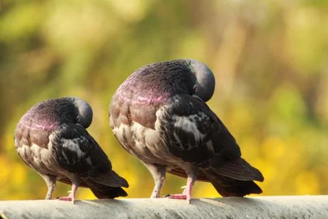 Single pigeon sitting with a duplicate small size pegion Stock Photos