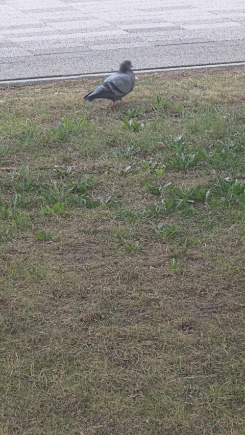 Single pigeon walking on the grass in a public city park. Stock Footage 333607030