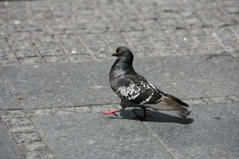 Single pigeon walking Stock-Fotos