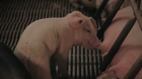 Single Piglet Feeding HD Stock Footage 12379372