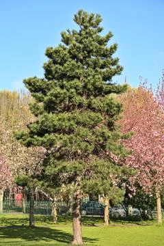 Single pine against spring blooming pink cherry blossoms in Herbert Park, Dublin Stock Photos