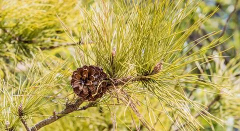 Single pine cone on a branch Stock Photos