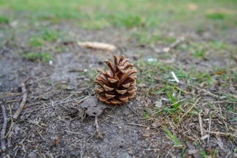 Single pine cone on the forest floor 스톡 사진