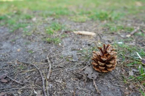Single pine cone on the forest floor 写真素材