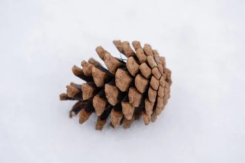 Single pine cone on fresh snow in winter. Stock Photos