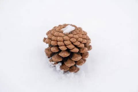 Single pine cone on fresh snow in winter. Stock Photos
