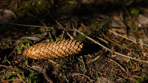 A single pine cone is gently laying on the ground in the grass Stock Photos