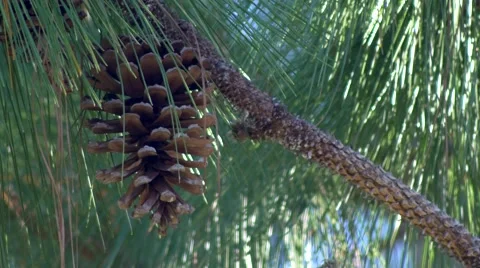 Single pine cone hangs from pine tree, 4K Stock Footage 50313544