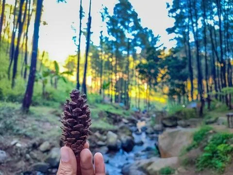 A single pine cone held against a backdrop of a lush, green pine forest wit.. Stock Photos