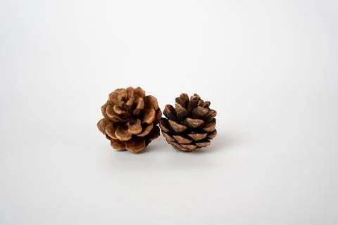 Single Pine Cone on Minimal Surface Stock Photos