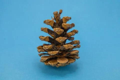 A single pine cone, a natural seed-bearing structure, rests on a vibrant blue Foto stock