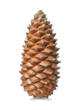Single pine cone Stock Photos