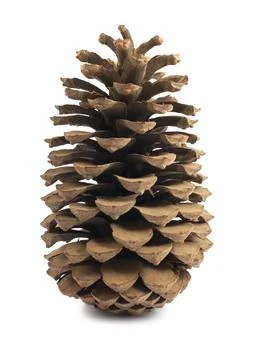 Single pine cone Stock Photos