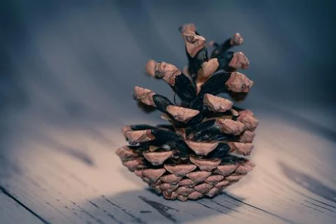 A single pine cone photographed in studio light, symbolizing nature, calm a.. Stock Photos