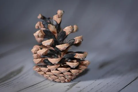 A single pine cone photographed in studio light, symbolizing nature, calm a.. Stock Photos