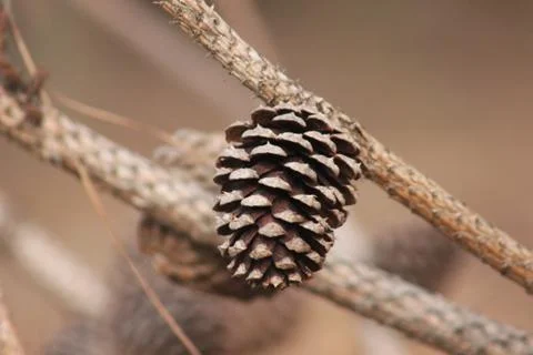 Single pine cone on pine dry tree branch with brown background Stock Photos