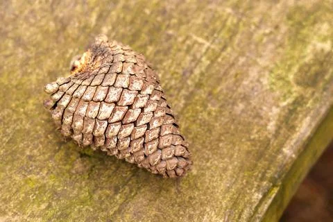 Single pine cone resting on a weathered wooden table surface with earthy tone Stock Photos