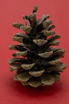 A single pine cone rests on a red background. Stock-Fotos