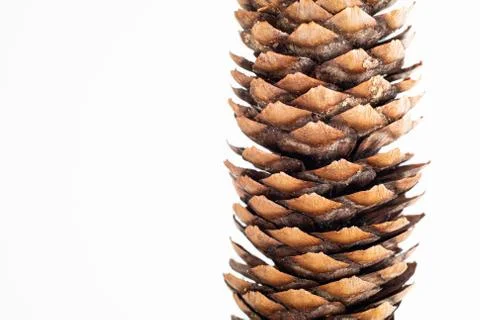 Single pine cone tree close up macro shot detail isolated on bright white bac Stock Photos