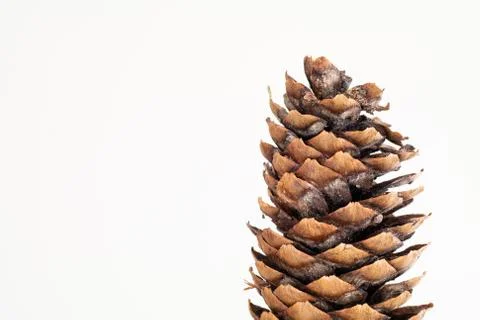 Single pine cone tree close up macro shot detail isolated on bright white bac Fotos de archivo