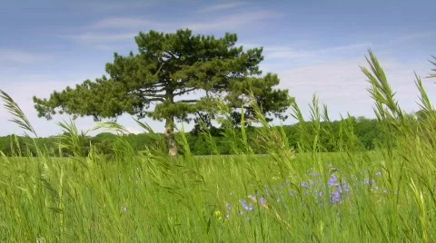 Single pine in the field Video stock 436749