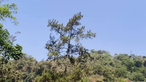 Single pine tree against clear blue sky Stock Footage 346659250