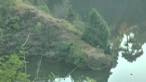 Single Pine Tree Beside The Lake  In Forest Himachal Pradesh India-10 Stock Footage 145645903