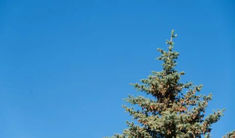 Single pine tree on blue day Stock Photos