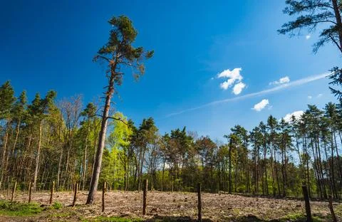 A single pine tree in a cleared section of the forest Stock Photos