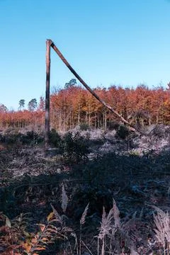 A single pine tree in a forest clearing broken in half. 스톡 사진
