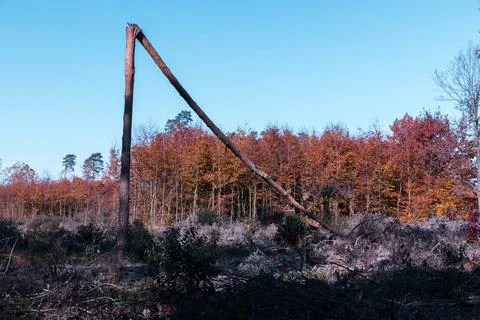 A single pine tree in a forest clearing broken in half. Foto stock