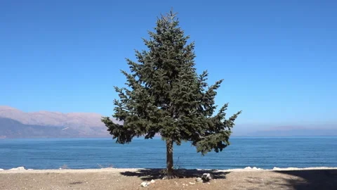 Single Pine tree in front of a Lake Stock Footage 336299563