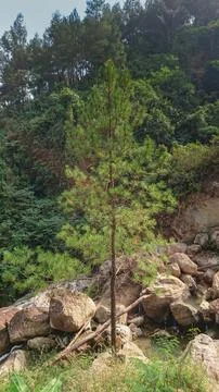 Single pine tree growing at rocky river Stock Photos