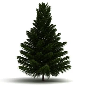 Single pine tree Stock Illustration