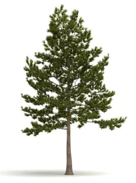 Single pine tree Stock Illustration