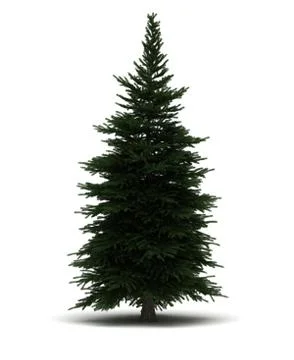 Single pine tree Stock Illustration