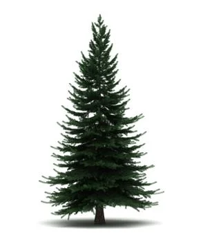 Single pine tree Stock Illustration
