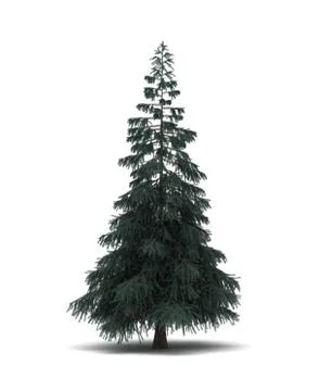 Single pine tree Stock Illustration