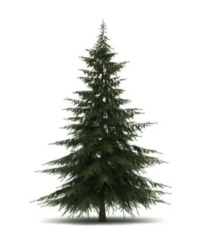 Single pine tree Stock Illustration