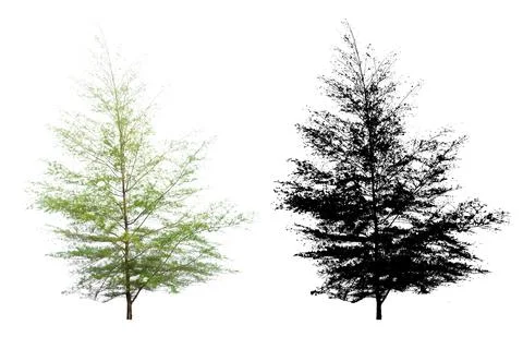 Single Pine Tree Isolated On White Background With Silhouette Single Pine T.. Stock Photos