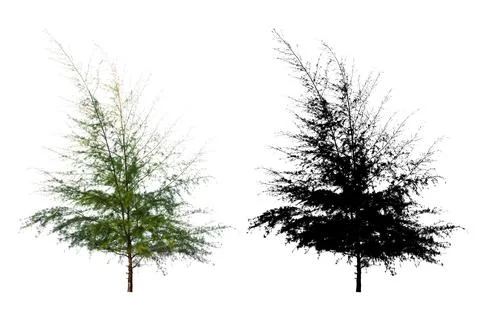 Single Pine Tree Isolated On White Background With Silhouette Single Pine T.. Stock Photos
