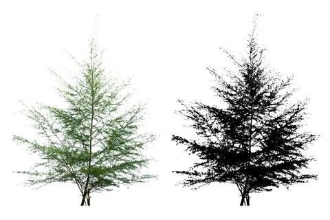 Single Pine Tree Isolated On White Background With Silhouette Single Pine T.. Stock Photos