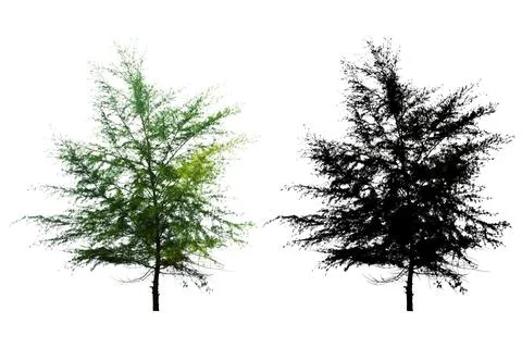 Single Pine Tree Isolated On White Background With Silhouette Single Pine T.. Stock Photos