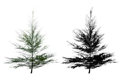 Single Pine Tree Isolated On White Background With Silhouette Single Pine T.. Stock Photos