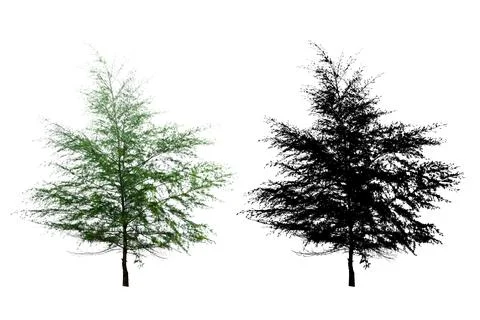 Single Pine Tree Isolated On White Background With Silhouette Single Pine T.. Stock Photos