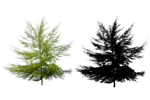 Single Pine Tree Isolated On White Background With Silhouette Single Pine T.. Stock Photos