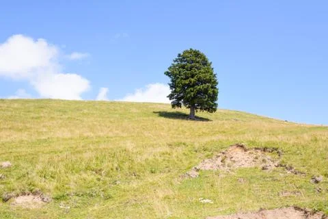 Single pine tree in mountains on horizon Stock Photos