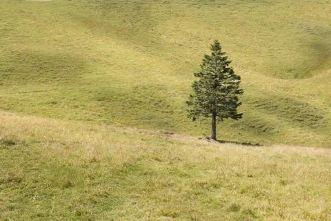 Single pine tree in mountains on horizon Stock Photos
