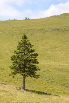 Single pine tree in mountains on horizon Stock Photos