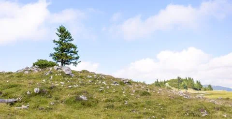 Single pine tree in mountains on horizon Stock Photos